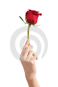 Beautiful woman hand holding a red rosebud photo
