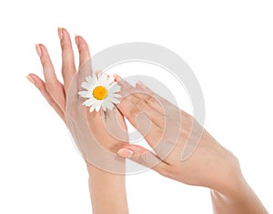 Beautiful woman hands french manicure with camomile daisy flower