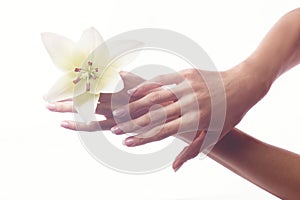 Beautiful woman hands french manicure with camomile flower