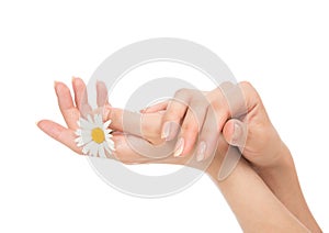 Beautiful woman hands french manicure with camomile flower