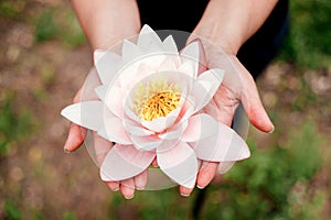 Beautiful woman hands holding water lily flower.