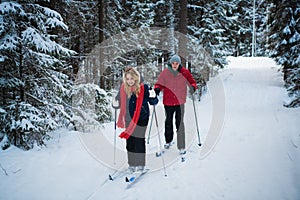A beautiful woman and her companion are skiing along the fir trees in the winter in the forest on a weekend