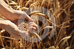 Beautiful woman holding wheat grain in field on sunny day, closeup