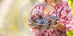 Beautiful woman holds in hands a basket full of tasty grapes