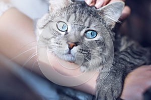 Beautiful woman at home holding and hug her lovely fluffy cat. Pets, friendship, trust, love, lifestyle concept. Friend of human.