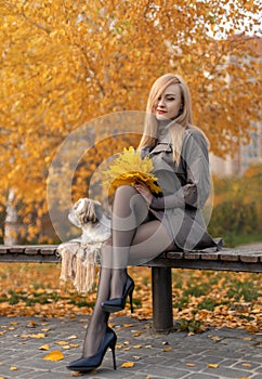 Beautiful woman with perfect legs sitting in the autumn park with a cute Shih-Tzu dog