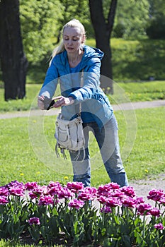 Beautiful woman photographs a flower bed with spring blooming tulips