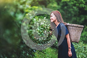 A beautiful woman picking tea leaf in a highland tea plantation