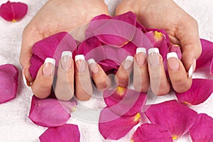 Beautiful woman's hand holding pink rose petals