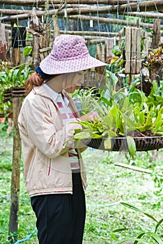 Beautiful woman working in orchid farm.