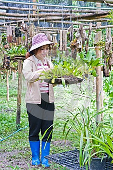 Beautiful woman working in orchid farm.