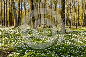 Beautiful wood anemone, spring flowers in the beech forest - wood anemone, windflower, thimbleweed, smell fox - Anemone