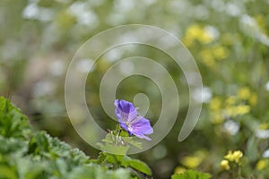 Beautiful Wood cranesbill, woodland geranium, Geranium sylvaticum in countryside northern India