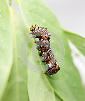 Beautiful Wood Nymph Caterpillar