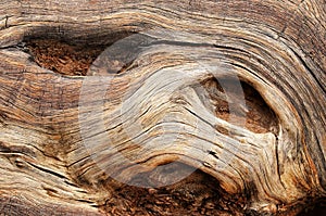 Beautiful wood texture wood, wood, nature background