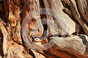 Beautiful wood texture wood, wood, nature background