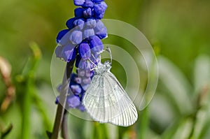 Beautiful Wood White feeding on blue flower photo