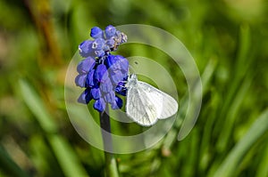 Beautiful Wood White feeding on blue flower photo