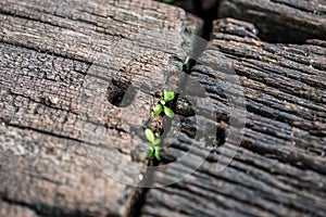 Beautiful wooden background with the leaf