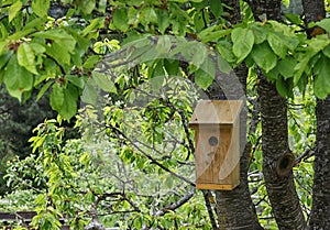 Beautiful wooden birdhouse on a tree in Luce, Slovenia, Europe.