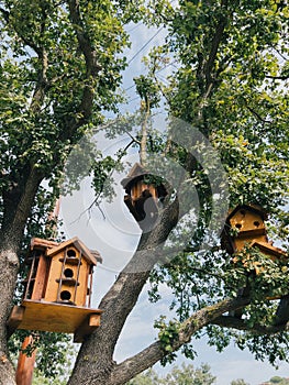 Beautiful wooden birdhouses on tree branches