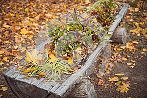 Beautiful wooden flower bed with chlorophytum plant and autumn leaves on the ground