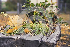 Beautiful wooden flower bed with chlorophytum plant and autumn leaves on the ground