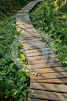 Beautiful wooden forest path