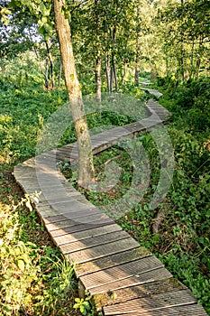 Beautiful wooden forest path