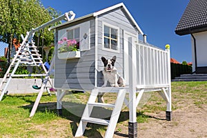 Beautiful wooden garden house for kids with the dog at the terrace