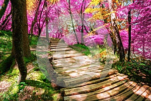 Beautiful wooden path in Plitvice Lake, Croatia