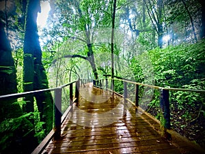 Beautiful wooden path trail for nature trekking.