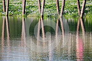 A beautiful wooden poles bridge over swamp with reflection on water surface and water hyacinth growing in water