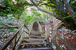 Beautiful wooden staircase in a mountain forest. Mons Clint. Denmark.Travels photo