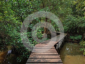 Beautiful wooden track entrance to mangrove forest