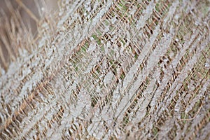 Beautiful wooden wall texture.