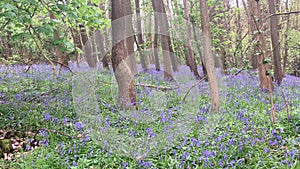 A beautiful woodland scene with purple Spring bluebells amongst the trees - UK