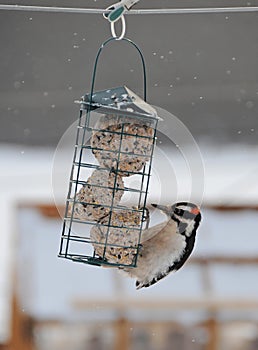 Beautiful woodpecker at suet feeder