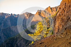 The woods Cumbrecita mountains in the Caldera de taburiente national park photo