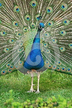 Beautiful wooing peacock from close-up. Brilliant natural patterns