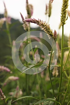 Beautiful wool flower : cockscomb or chainesewoolflower