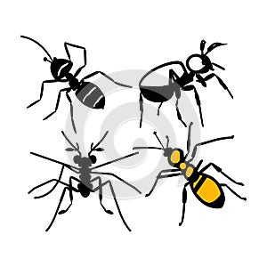 Beautiful Worker Ants Vector Line Art