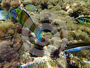 A beautiful world of fish under the sea. Beautiful fish in the Algerian Sea. Algeria is the Mediterranean. Jijel Algeria