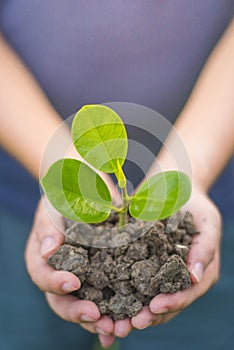 Beautiful world with our hands. Trees with money, saving money and growing hands.