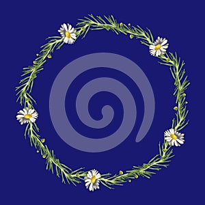 Beautiful wreath of five field daisies with leaves on a phantom blue background.