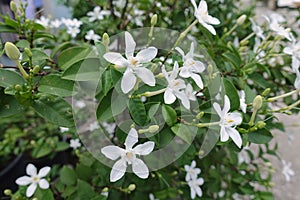 Beautiful Wrightia, Antidysenterica, white fully blossom flower at end stalks in nature.