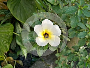 Beautiful wthite flower Turnera Subulata photo