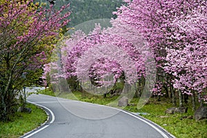 Beautiful Wuling Farm Taiwan