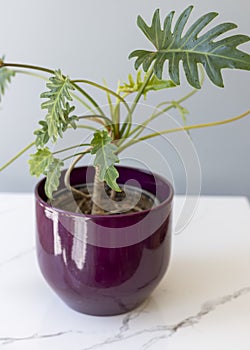 Beautiful xanadu plant in a pot