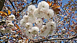 Beautiful Yaezakura Sakura Blossom in Vancouver, Canada